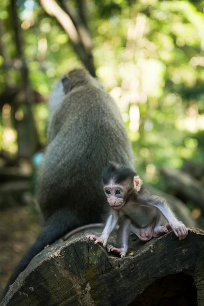 Bebek makak maymunu — Stok fotoğraf