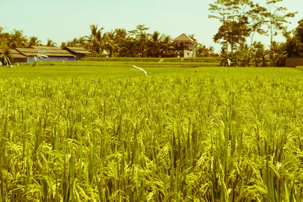 Reisfeld auf Bali lizenzfreie Stockfotos