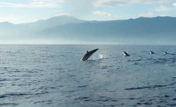 Les dauphins dans l'océan Pacifique — Photo