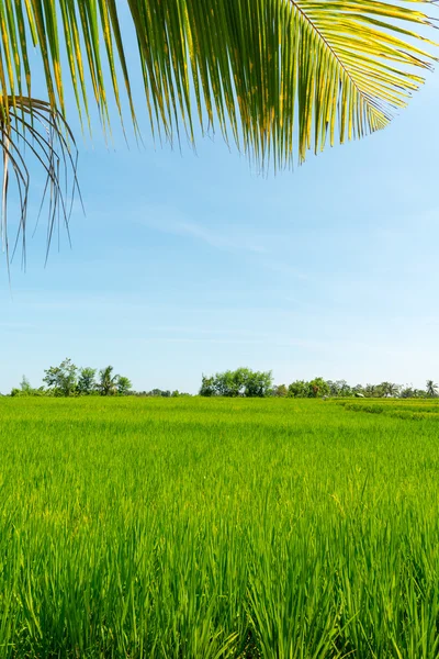 Rice field in Bali — Stock Photo, Image