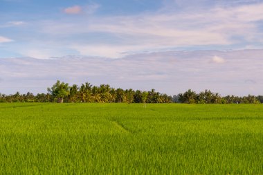 Ubud 'daki pirinç tarlaları