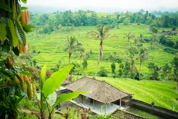 Rice paddies — Stock Photo, Image