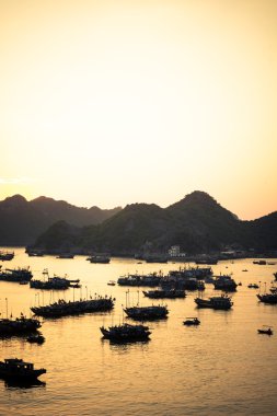 kedi ba port günbatımı