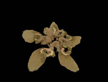 Hayali fraktal arkaplan resmi