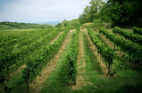 Vineyard landscape — Stock Photo, Image