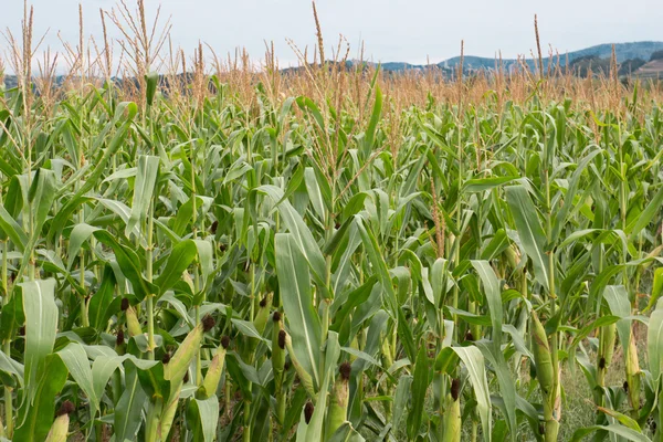 Cornfield — Stock Photo, Image