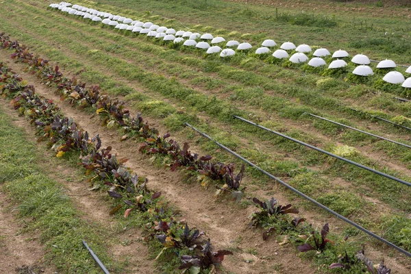 Biologische landbouw — Stockfoto