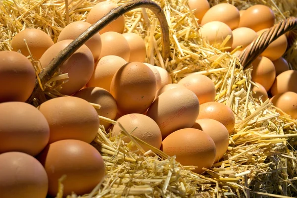 Tuoreet munat — kuvapankkivalokuva