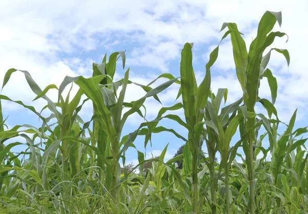 Cornfield — Stock Photo, Image