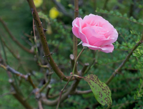 Rosa rosa Imagen de archivo