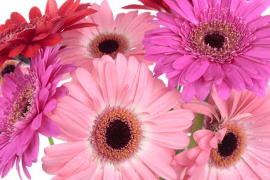 gerbera çiçekleri beyaz izole