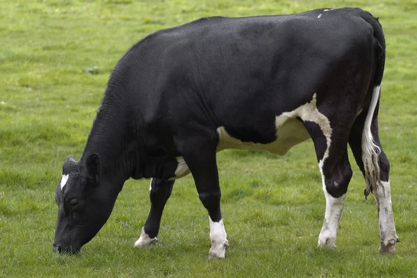 Ko betande i färska betesmarker — Stockfoto