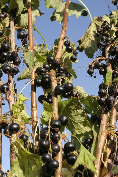 Ripe black currants plant growing in summer — Stock Photo, Image