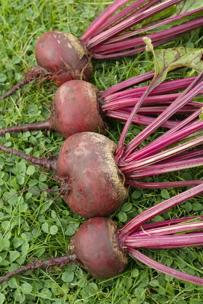 新鲜选择甜菜根蔬菜 — 图库照片