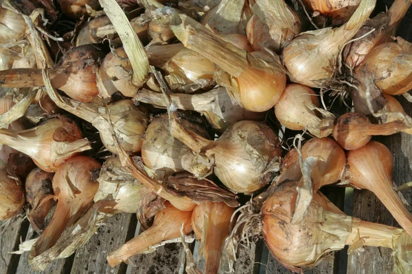 Frische Zwiebeln auf dem Gartentisch — Stockfoto