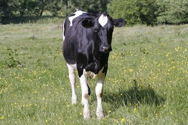 Krowy na pastwisku w świeże pastwiska — Zdjęcie stockowe