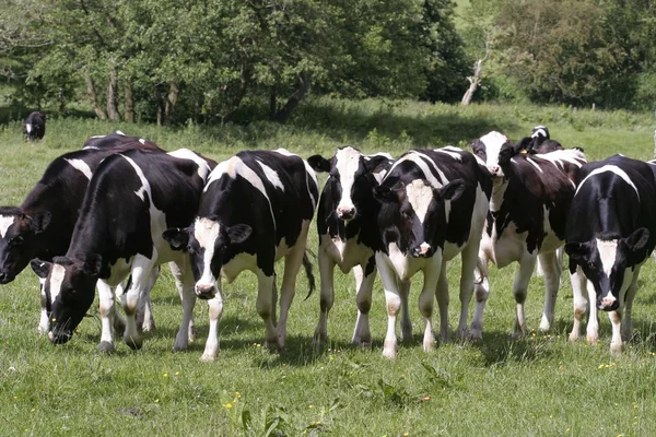 Vaches broutant dans les pâturages frais — Photo