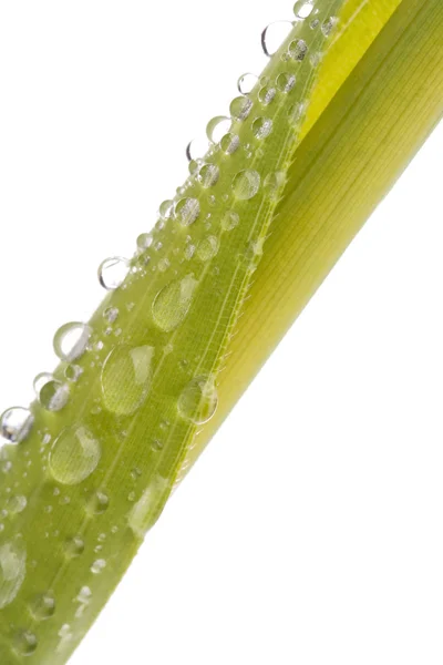 Droplets on green leaf — Stock Photo, Image