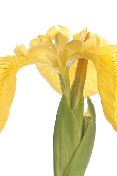 Gele iris bloei detail — Stockfoto