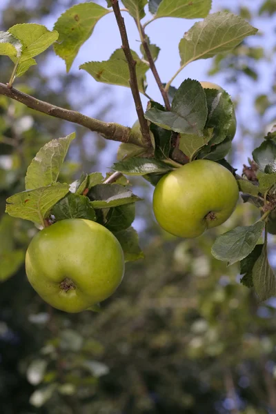 Un mucchio di rape appena raccolte sul verde — Foto Stock