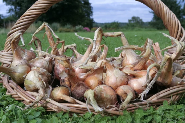 Frische Zwiebeln auf dem Gartentisch — Stockfoto