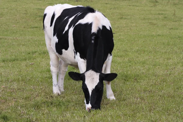 Pascolo di mucca in pascoli freschi — Foto Stock