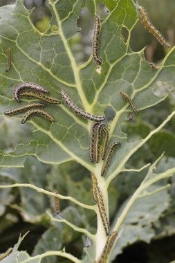 caterpillas haşere ile kaplı lahana yaprağı