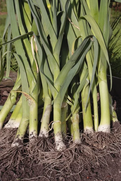 Fresh ripe green leeks pn garden table — Stock Photo, Image