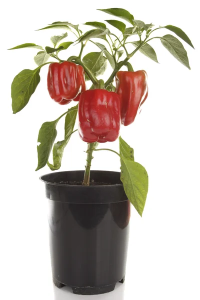 Sweet peppers plant isolated over white — Stock Photo, Image