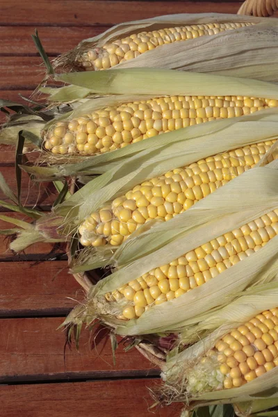 Friss, érett kukorica növekvő vidéki területen — Stock Fotó