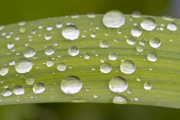 Droplets on green leaf — Stock Photo, Image