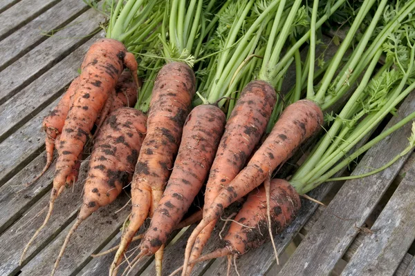 Mazzo di carote mature fresche sul tavolo da giardino — Foto Stock