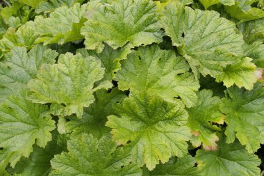 büyük yeşil yaprakları desen