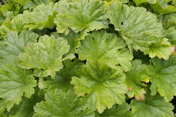 Large green leaves pattern — Stock Photo, Image