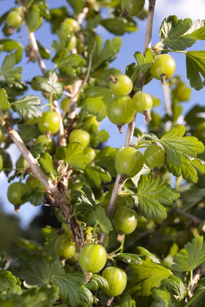 Vruchtenmengsels op mand buitenshuis — Stockfoto