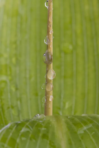 Leaf closeup — Stock Photo, Image