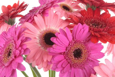gerbera çiçekleri beyaz izole