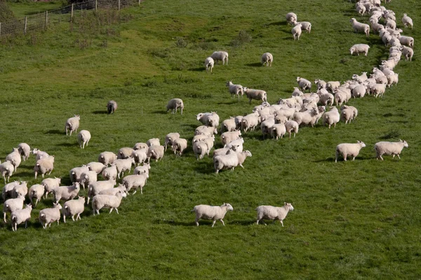 Pecora e agnello al pascolo nelle campagne rurali — Foto Stock