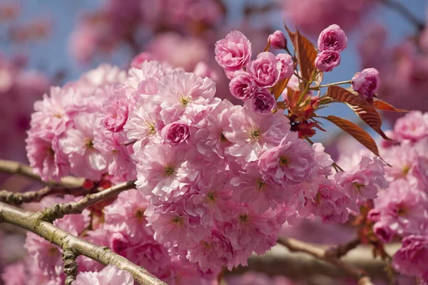 Pink cherry blossom tree in spring — Stock Photo, Image