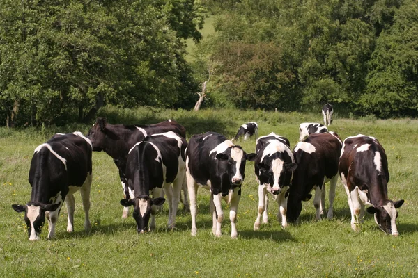 Pastagens de vacas em pastagens frescas — Fotografia de Stock