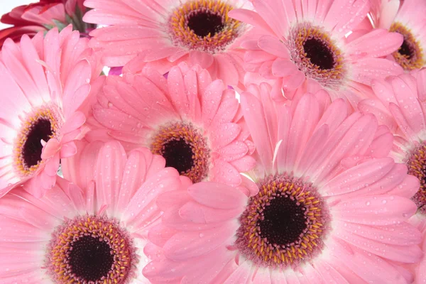 Gerbera flores isoladas em branco — Fotografia de Stock