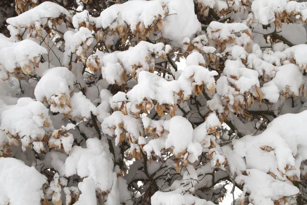 Θάμνοι, καλυμμένο με χιόνι — Φωτογραφία Αρχείου