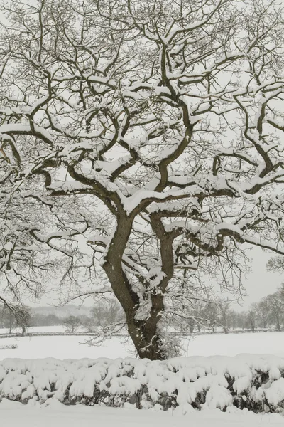 Дерево, покрытое снегом — стоковое фото