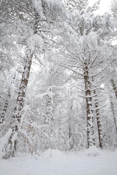 Arbre couvert de neige — Photo