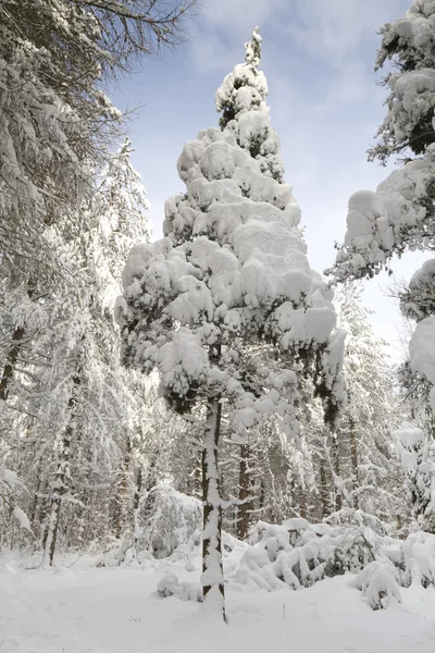Träd täckt av snö — Stockfoto