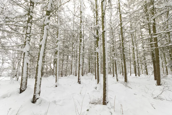 Boom bedekt met sneeuw — Stockfoto