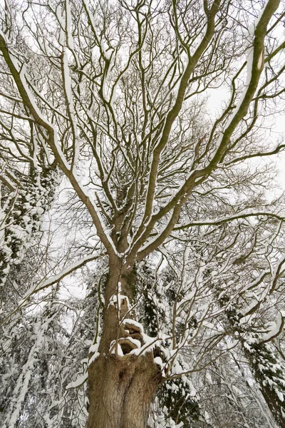 Arbre couvert de neige — Photo