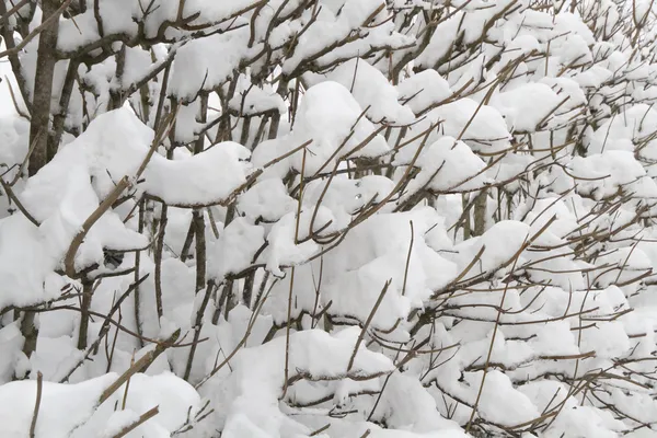 Heggen bedekt met sneeuw — Stockfoto