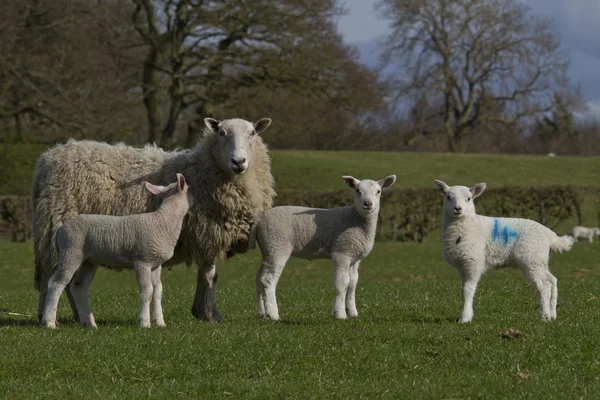 Schapen en lammeren grazen — Stockfoto