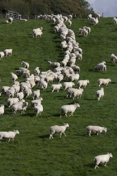 Schafe und Lämmer auf der Weide Stockfoto